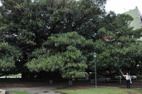 A gigantesca e centenária figueira da Recoleta, em Buenos Aires, na Argentina